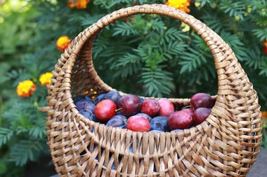Wicker basket with ripe juicy plums, against the backdrop of nature