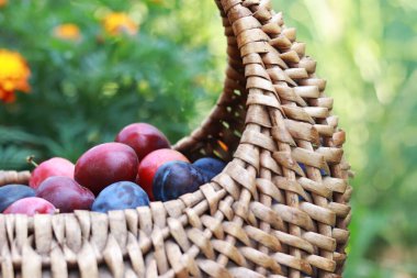 Wicker basket with ripe juicy plums, against the backdrop of nature. Fruit harvest. Selective focus, close up photo
