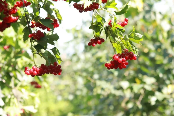Background of red fruits of viburnum vulgaris. Red viburnum berries on a branch in the garden