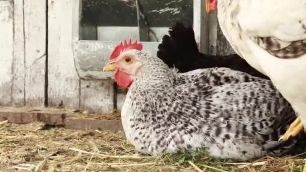 Chicken Sitting Chicken Coop Rural Household Bird — Stock Video