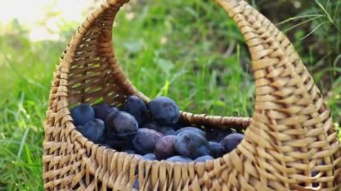 A woman's hand puts plums in a basket, harvesting. Bright juicy plums in a wicker basket, close-up shot. Ripe fruits and healthy food. Selective focus