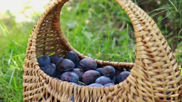 Woman Hand Chooses Plum Those Collected Basket Bright Juicy Plums — Stockvideo