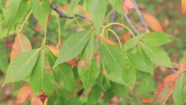 Chestnut Tree Leaves Damage Vegetation Various Pests Chestnut Leaves Begin — Vídeo de Stock