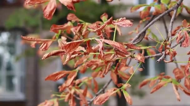 Marginal Burn Chestnut Leaf Damage Vegetation Various Pests Chestnut Leaves — Stockvideo