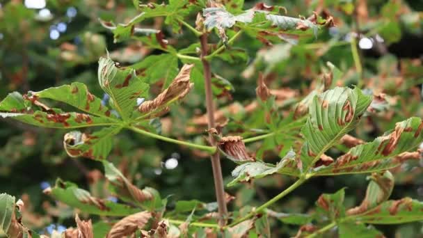 Chestnut Tree Leaves Damage Vegetation Various Pests Chestnut Leaves Begin — Stock video