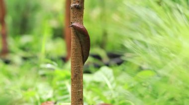 A slug crawls along the thin trunk of a young tree after rain. A gastropod mollusk without a shell in nature. Pest