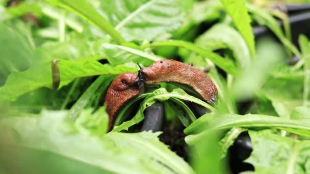 Two Large Brown Slugs One Small Yellow Slug Nature Vegetation — Αρχείο Βίντεο