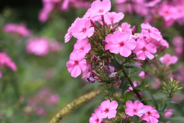 Phlox is a genus of flowering herbaceous plants. Beautiful pink flowers with selective focus. Nature and plants. Blooming background