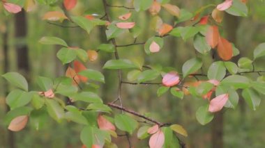 Sonbahar ormanındaki ağaç yapraklarına odaklan. Ormanda yağmurlu bir hava var. Yapraklar yakın