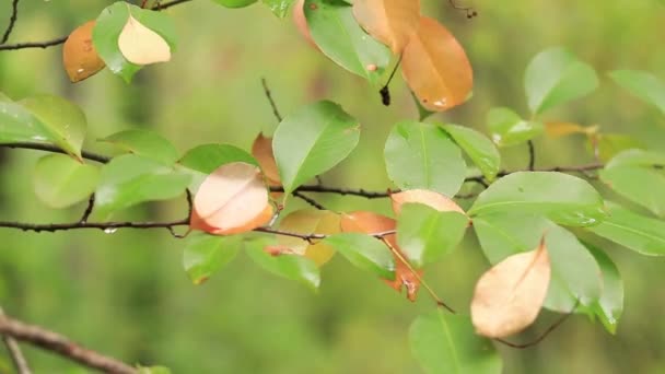 Foco Seletivo Folhas Árvores Floresta Outono Tempo Chuvoso Floresta Folhas — Vídeo de Stock