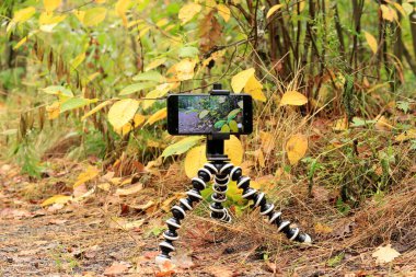 Telefon, küçük bir tripodun üzerinde duran sonbahar doğasının resimlerini çekiyor. Sarı bitkiler modern bir aletle çekiliyor.