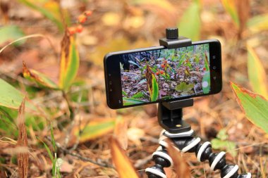 Telefon, küçük bir tripodun üzerinde duran sonbahar doğasının resimlerini çekiyor. Sarı bitkiler modern bir aletle çekiliyor.