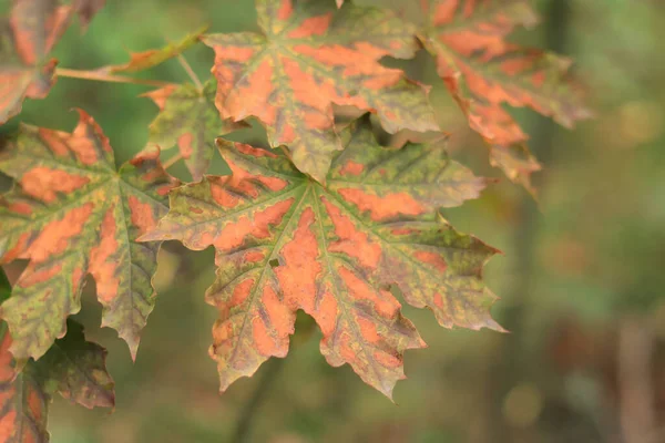 秋の森のカエデの葉の選択的な焦点 黄色からスポットとの密接な葉 森の季節の変化 — ストック写真