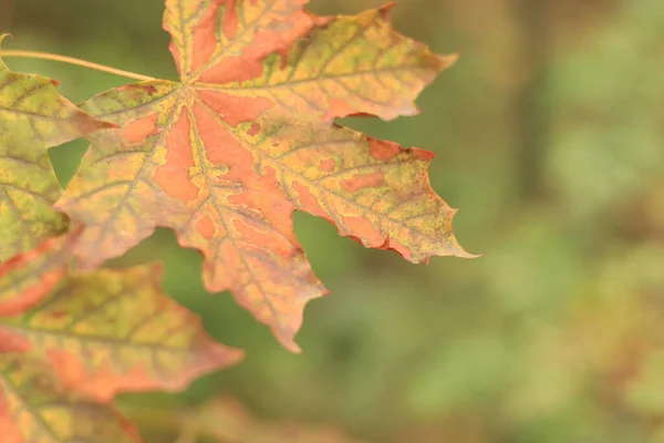 Sélective Focus Maple Leaves Autumn Forest Feuilles Gros Plan Avec — Photo