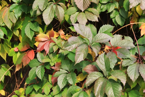 Raisin Fille Cinq Feuilles Lierre Automne Avec Des Feuilles Vertes — Photo