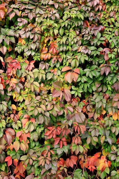 Girlish Grape Five Leafed Autumn Ivy Green Reddening Leaves Wall — Stock Photo, Image