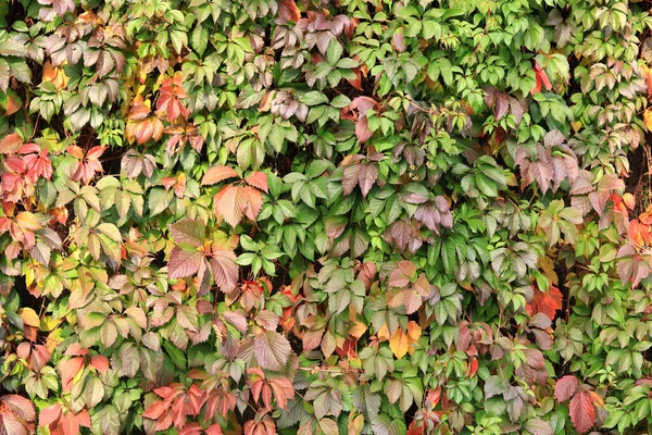 Raisin Fille Cinq Feuilles Lierre Automne Avec Des Feuilles Vertes — Photo