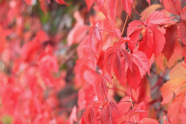 Raisins Gais Aux Feuilles Rouges Mise Point Sélective Lierre Rouge — Photo