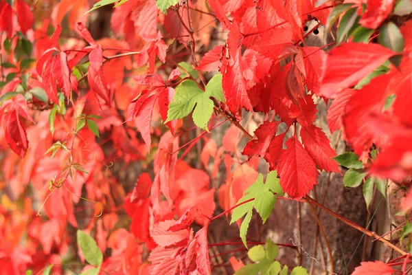 赤の葉を持つガーリッシュブドウ 選択的フォーカス 壁には秋の赤いツタ 美しい秋の自然の色 自然界の季節の変化 — ストック写真