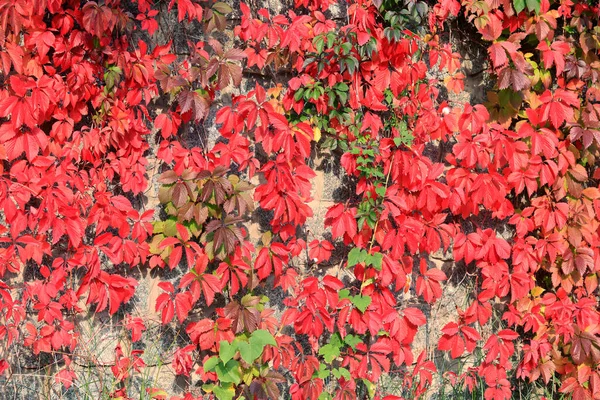 壁には秋の赤いツタ 壁を登る植物 美しい秋の自然の色 自然界の季節の変化 — ストック写真