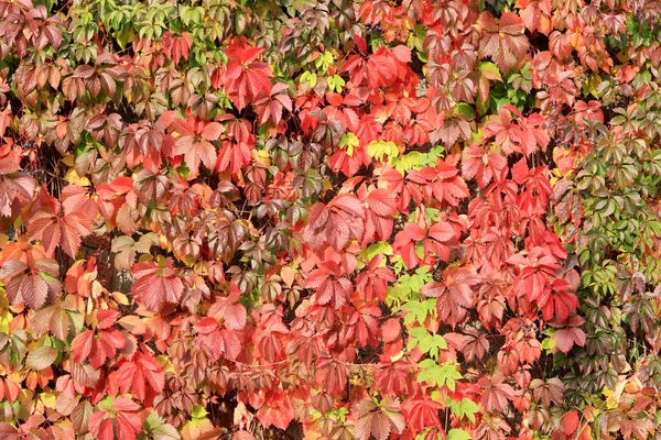 Autumn red ivy on the wall. A plant that climbs walls. Beautiful autumn natural colors. Change of season in nature