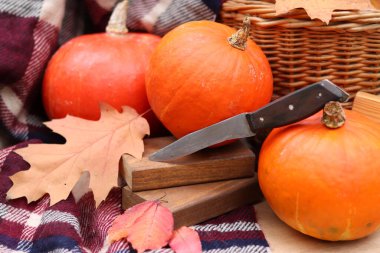 Olgun balkabakları, sonbahar hasat kompozisyonu. Balkabağı, sepet, ekose ve bıçakla dolu bir hayat. Lezzetli portakal kabaklarıyla Cadılar Bayramı veya Şükran Günü kompozisyonu