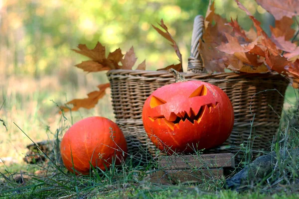 Pumpkin with a carved face for Halloween in nature. Orange ripe pumpkins near basket with autumn leaves, Halloween concept. Preparation for the holiday