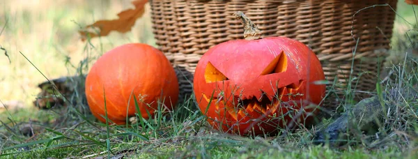 Dynia Wyrzeźbioną Twarzą Halloween Pomarańczowe Dojrzałe Dynie Pobliżu Kosza Jesiennymi — Zdjęcie stockowe