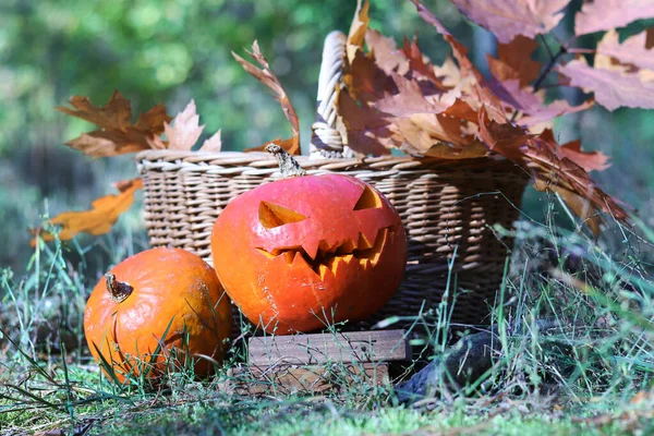 Pumpkin with carved face for Halloween. Orange ripe pumpkins near basket with autumn leaves, plaid, Halloween concept. Preparation for the holiday