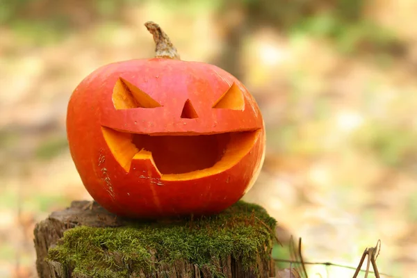 Halloween scary pumpkin with one tooth in the autumn forest. A pumpkin with a carved smiling face stands on a moss-covered stump. Halloween autumn mood