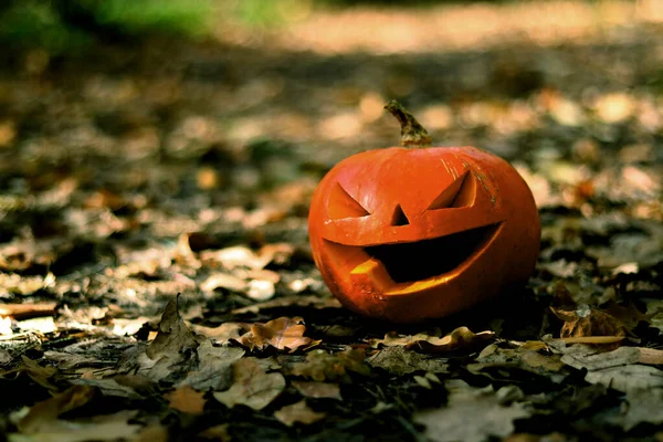 Halloween Ijesztő Tök Őszi Erdőben Egy Faragott Mosolygó Arcú Tök — Stock Fotó