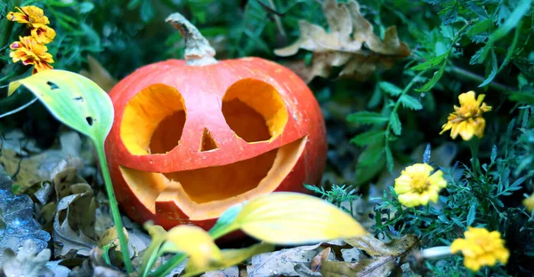 Halloween Dynia Ogromnymi Oczami Wśród Chernobrivtsy Kwiaty Dynia Kwiatach Ulicy — Zdjęcie stockowe