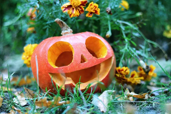 Halloween Dýně Květinách Ulici Podzimní Kompozice Dovolenou — Stock fotografie