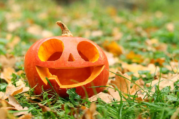 Halloween Mosolygó Tök Hatalmas Szemekkel Őszi Erdőben Tökfej Aranyos Arccal — Stock Fotó