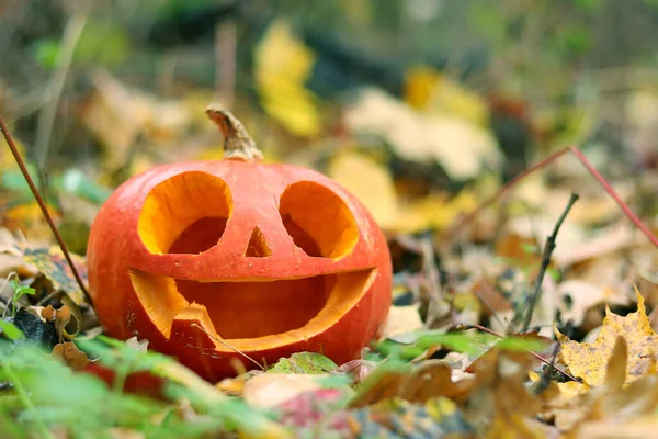 Halloween Tök Egy Aranyos Arc Között Őszi Lehullott Levelek Őszi — Stock Fotó