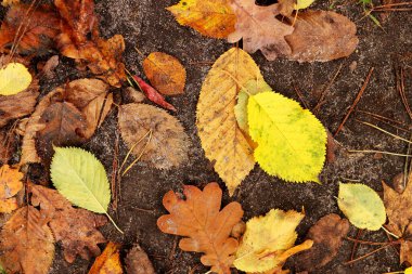 Ormanda düşen sonbahar yapraklarının fotoğrafı, yakın çekim. Parlak yapraklar yerde yatıyor. Sonbahar doğal zemin, seçici odak