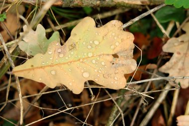 Ormanda düşen sonbahar yapraklarının fotoğrafı, yakın çekim. Yağmurdan sonra damlayan bir meşe yaprağı yerde yatar. Sonbahar doğal zemin, seçici odak