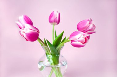 Pembe arka planda cam vazoda pembe laleler. Yakın plan..