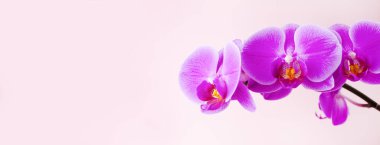 Pankart. Pembe arka planda mor bir Phalaenopsis orkidesi. Seçici odaklanma. Yakın plan. Metnin için yer.