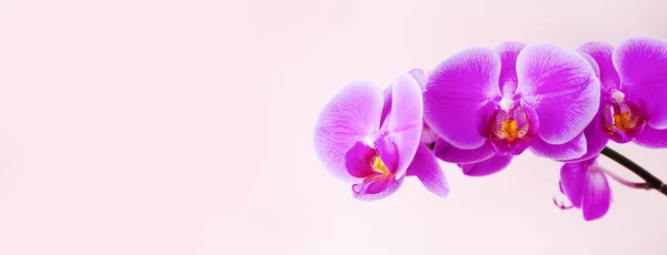 Banner Sprig Orquídea Phalaenopsis Roxa Fundo Rosa Foco Seletivo Close — Fotografia de Stock