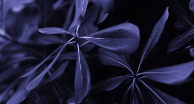 Kahvaltıda taze ahududu ve bal ile bir kase granola. Sağlıklı gıda konsepti. Ev yapımı granola yapıyorum. Yakın plan..