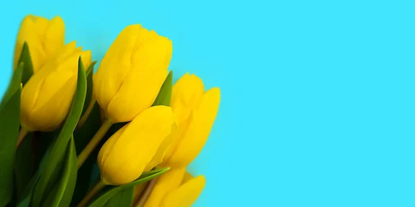 Uroczysta Kompozycja Bukietem Pięknych Żółtych Tulipanów Niebieskim Tle Sztandar Widok — Zdjęcie stockowe