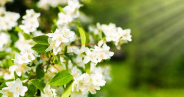 Güzel çiçek açan yasemin çalısı. Bahar. Parlak güneşli bir gün. Uzayı kopyala Seçici odak.