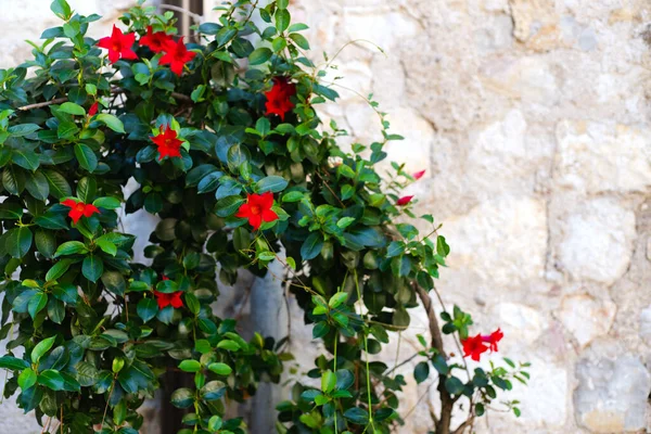Evin yakınında kırmızı çiçekli güzel bir çalı yetişiyor. Bahçenin peyzajı, bahçe. Yakın plan. Boşluğu kopyala.