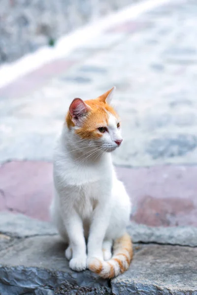 Beyaz Kırmızı Renkli Bir Sokak Kedisinin Portresi Yakın Plan — Stok fotoğraf
