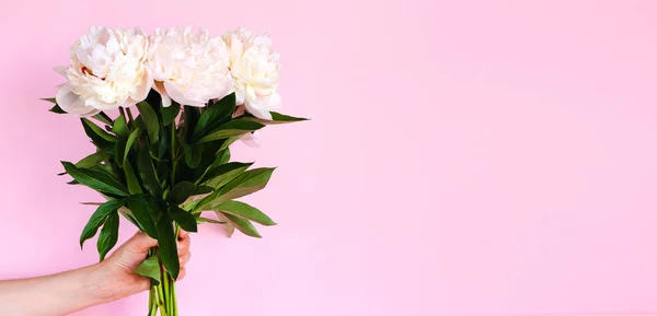 Female Hand Holding Beautiful Bouquet Cream Peonys Pink Background Copy — Zdjęcie stockowe
