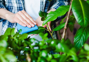 Dişi eller bir incir yaprağını peçete ile siler. Yakın plan. Kapalı alandaki bitkilerle ilgilenme kavramı.