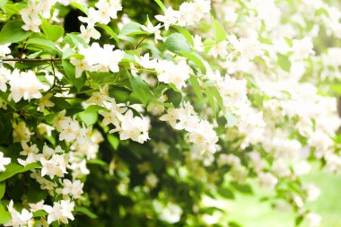 Çiçekli yasemin çalısı. Yaz. Güneşli bir gün. Seçici odaklanma. Metin için yer.