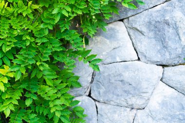 Yeşil bitkilerle dolu eski taş bir duvar. Doğal arka plan. Metin için yer.