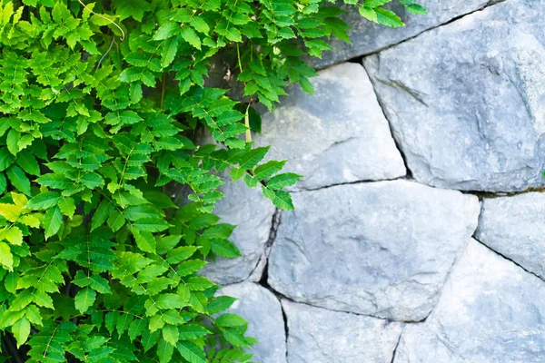 Yeşil bitkilerle dolu eski taş bir duvar. Doğal arka plan. Metin için yer.